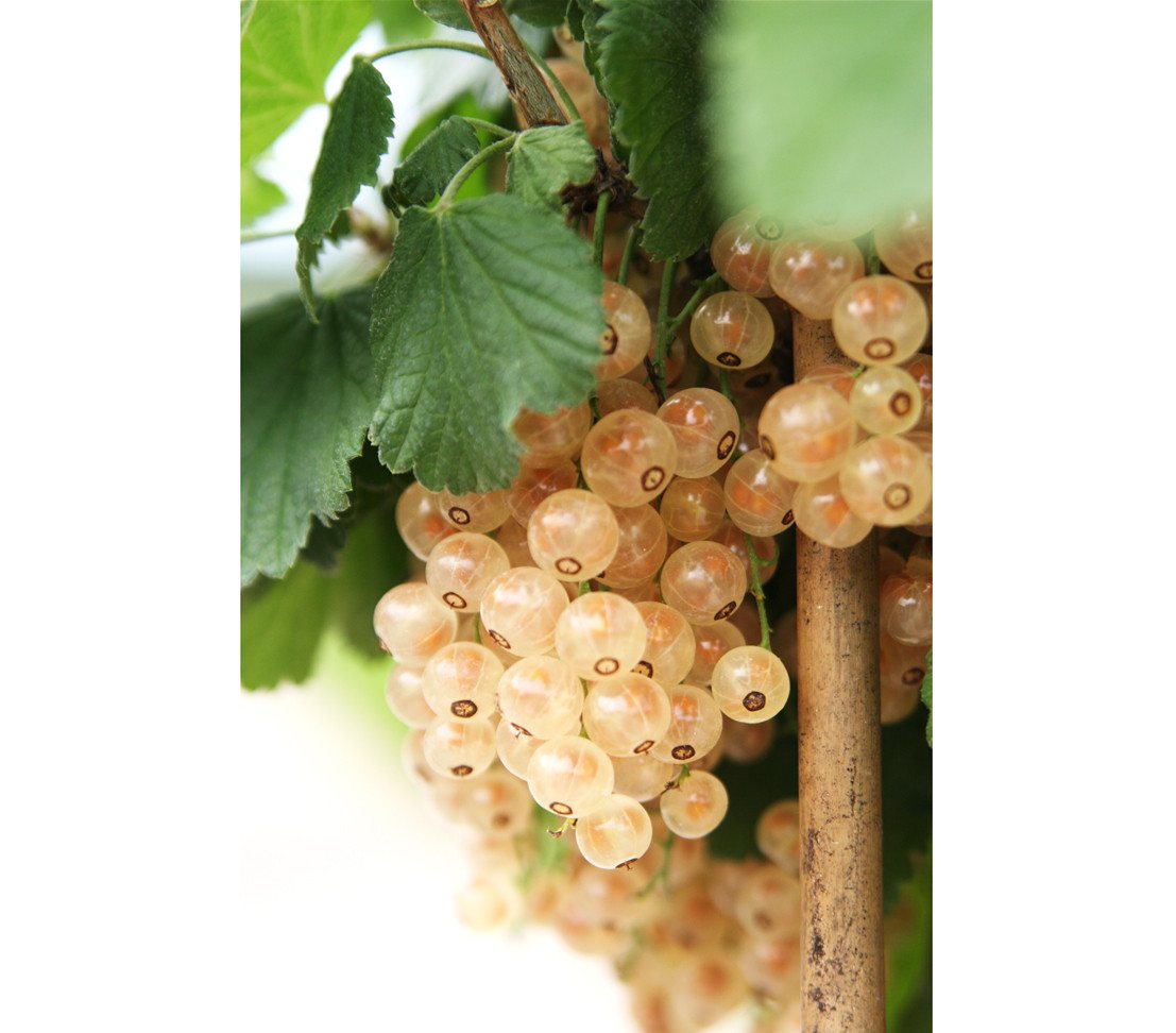 Dehner Obstpflanze Johannisbeere Weiße Versailler, Ribes rubrum, weiße Früchte – Bild 5 von 5
