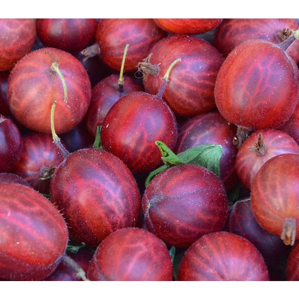 Dehner Obstpflanze Stachelbeere Hinnonmäki Busch, Ribes uva-crispa, rote Früchte, mehrjähriger Beerenstrauch, insektenfreundlich