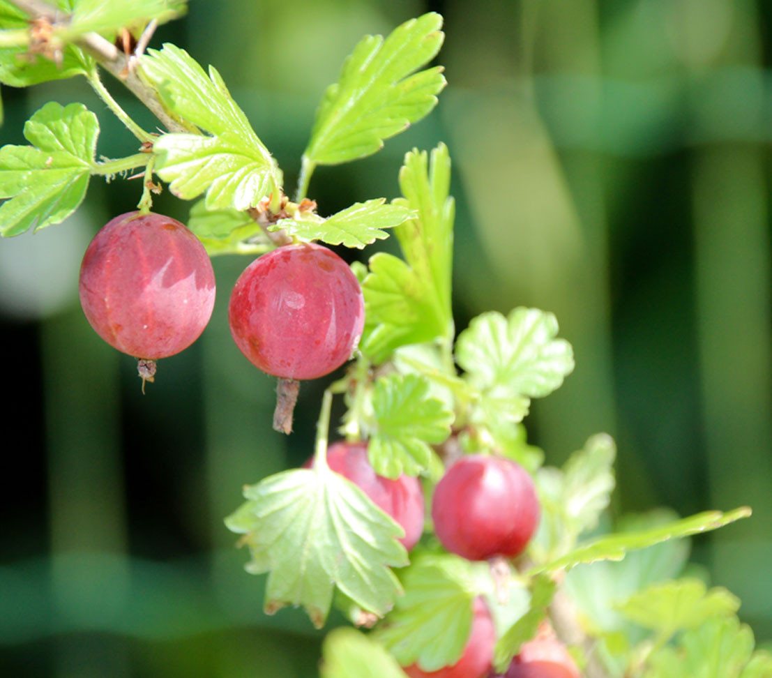 Dehner Obstpflanze Stachelbeere Hinnonmäki Busch, Ribes uva-crispa, rote Früchte, mehrjähriger Beerenstrauch, insektenfreundlich – Bild 5 von 5