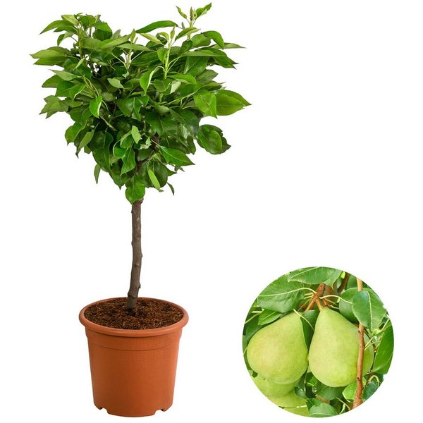 Dehner Obstpflanze Zwergbirne Luisa, Pyrus communis, ca. 80-90 cm exkl. Pflanztopf, zwergwüchsiger Birnbaum mit saftigen Früchten