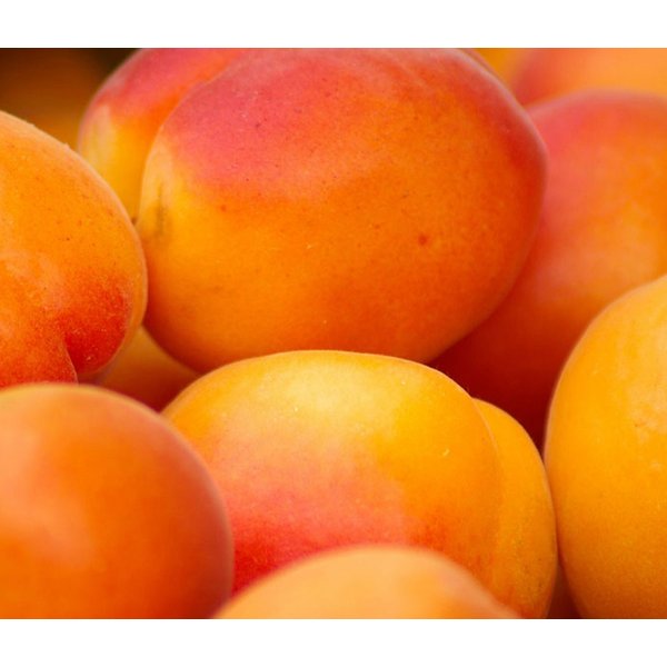 Dehner Pfirsichbaum Aprikose Ungarische Beste, Prunus armeniaca, Hochstamm, Aprikosenbaum mit saftigen Früchten, Selbstbefruchter-Sorte