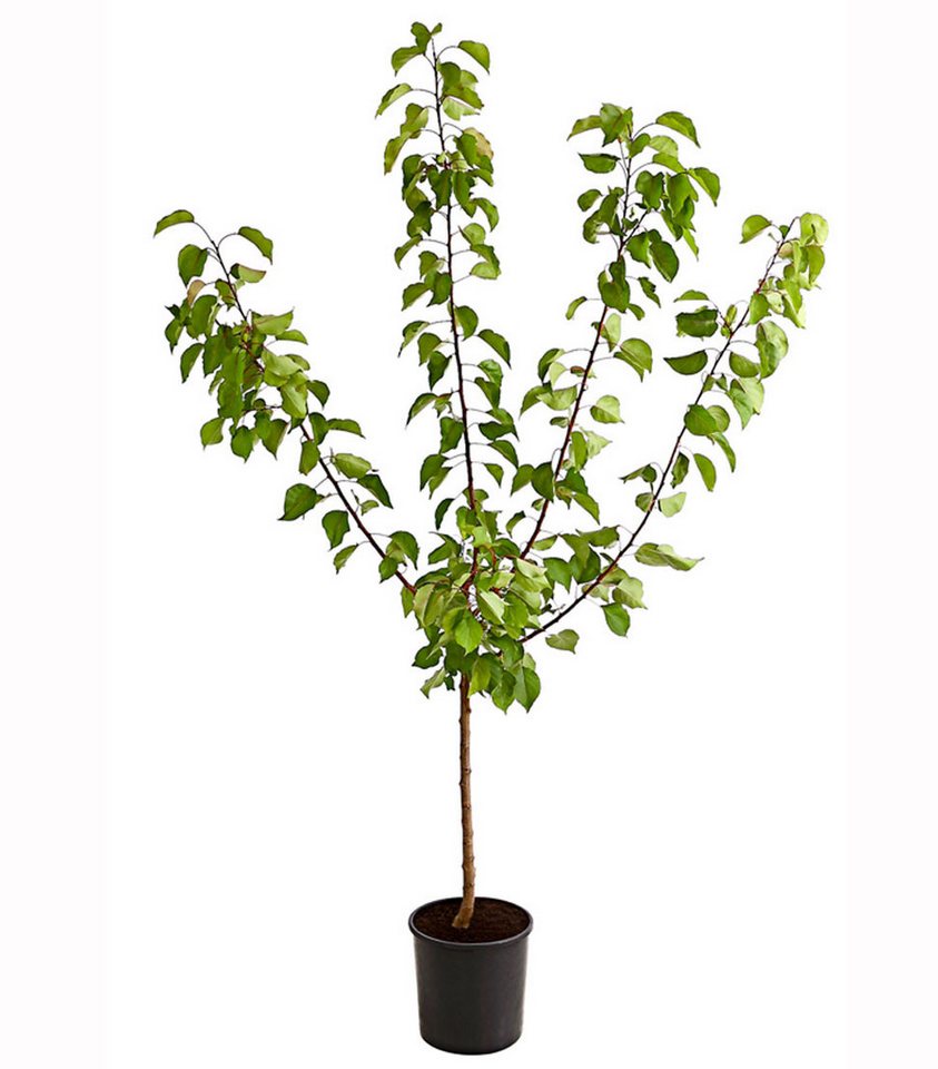 Dehner Pfirsichbaum Aprikose Ungarische Beste, Prunus armeniaca, Hochstamm, Aprikosenbaum mit saftigen Früchten, Selbstbefruchter-Sorte – Bild 2 von 3