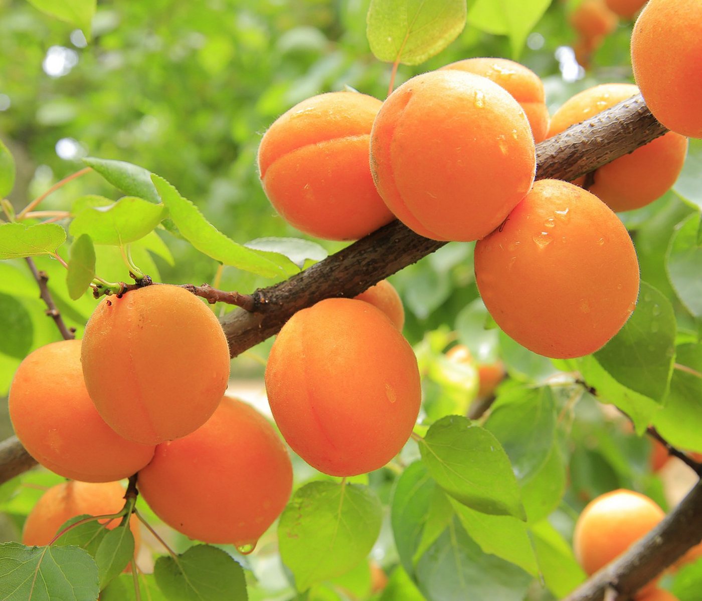 Dehner Pfirsichbaum Aprikose Ungarische Beste, Prunus armeniaca, Hochstamm, Aprikosenbaum mit saftigen Früchten, Selbstbefruchter-Sorte – Bild 3 von 3