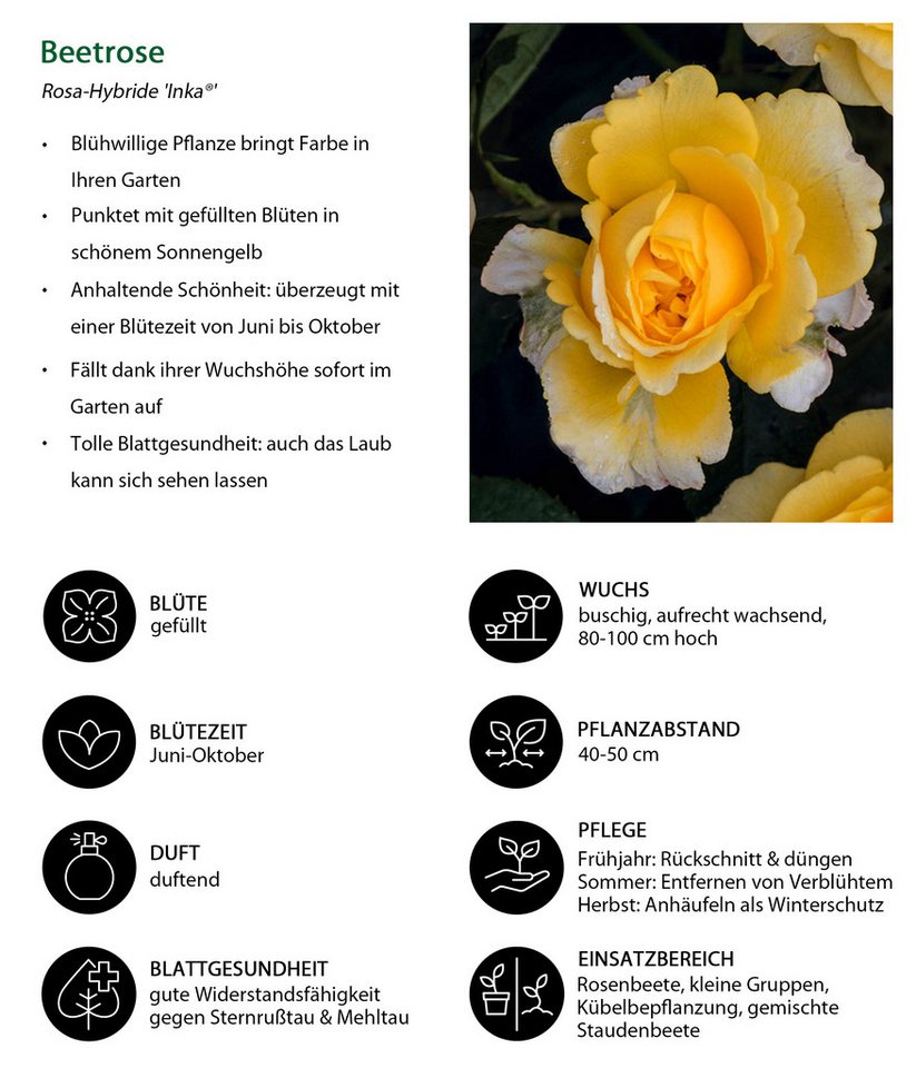 Dehner Rose Beetrose Inka®, 15-30 cm, gefüllt und duftend, malerisch gefüllte gelbe Blüten, Züchter Tantau – Bild 2 von 3