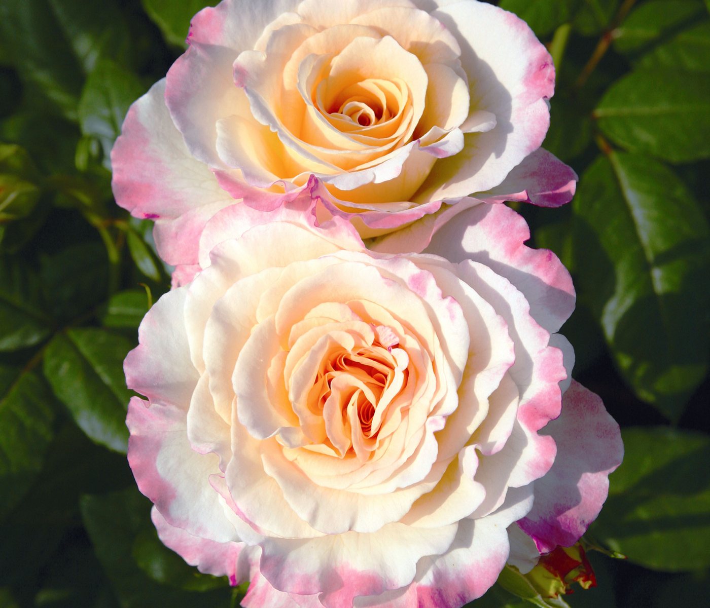 Dehner Rose Edelrose Aquarell®, apricot/rosa Blüten, duftend, groß und gefüllt, Züchter Tantau – Bild 2 von 3