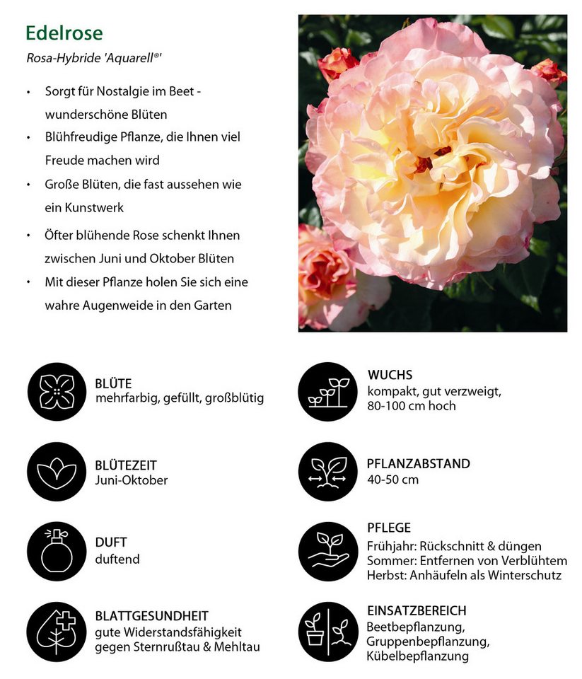 Dehner Rose Edelrose Aquarell®, apricot/rosa Blüten, duftend, groß und gefüllt, Züchter Tantau – Bild 3 von 3