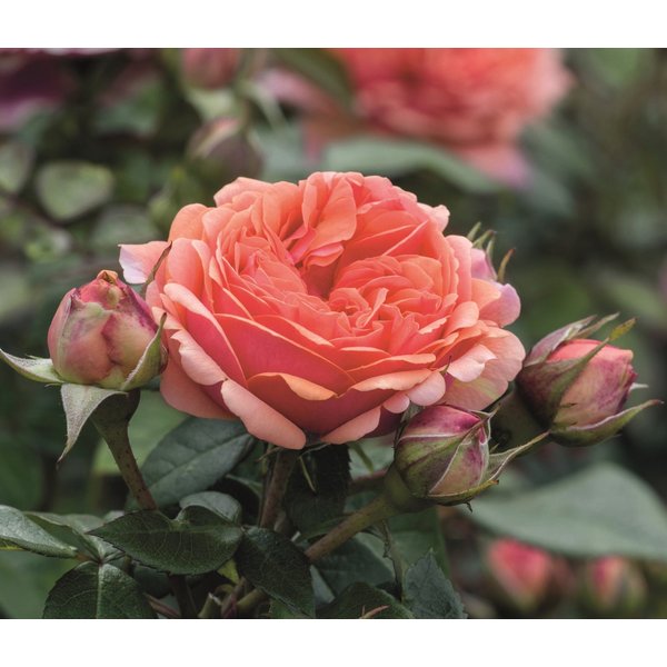 Dehner Rose Edelrose Chippendale®, apricot-rosa-orange-farbene Blüten, Züchter Tantau, mit gefüllten und duftenden Blüten