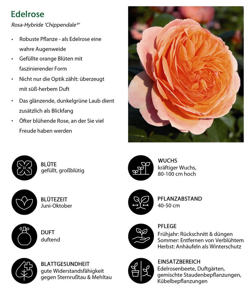 Dehner Rose Edelrose Chippendale®, apricot-rosa-orange-farbene Blüten, Züchter Tantau, mit gefüllten und duftenden Blüten – Bild 2 von 5