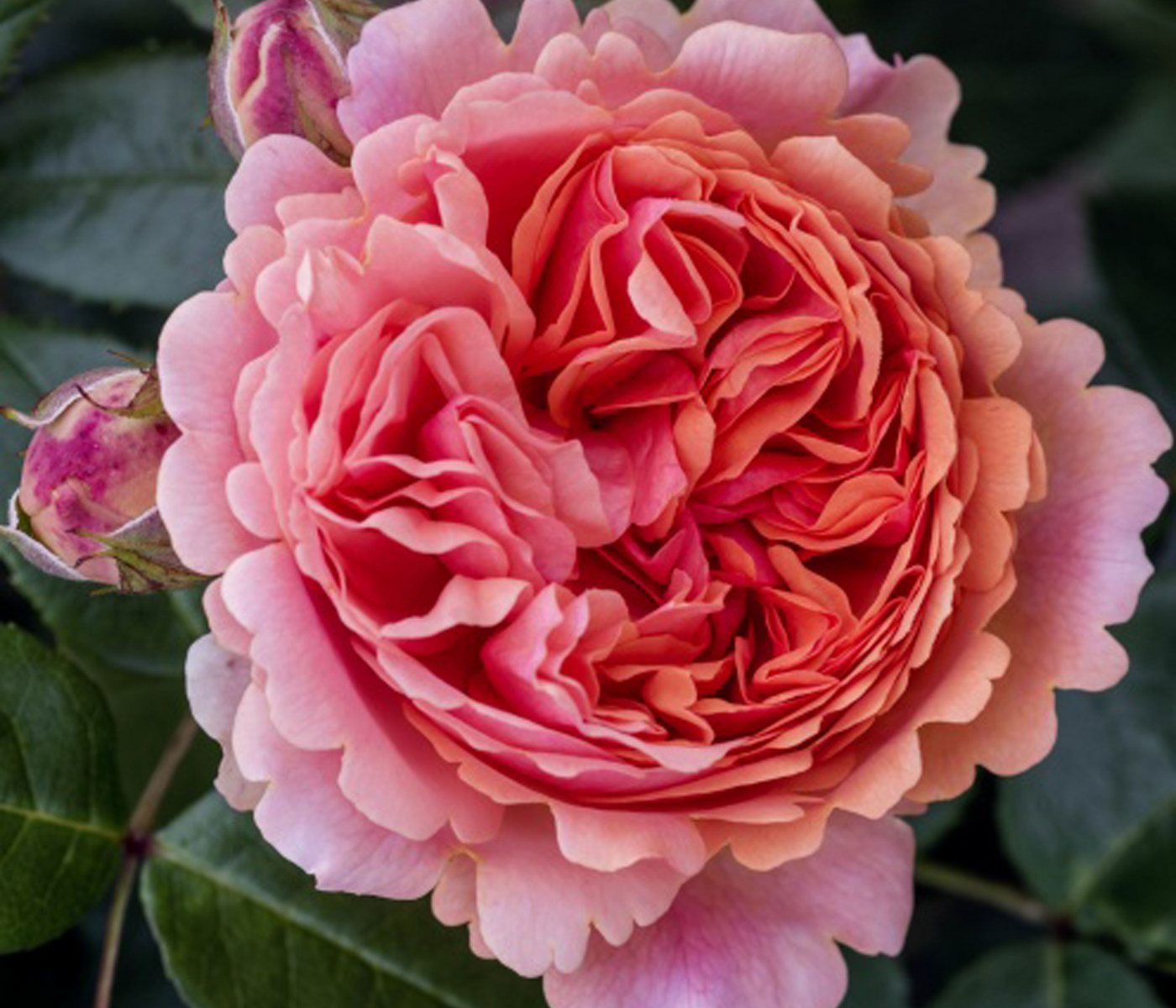 Dehner Rose Edelrose Chippendale®, apricot-rosa-orange-farbene Blüten, Züchter Tantau, mit gefüllten und duftenden Blüten – Bild 3 von 5