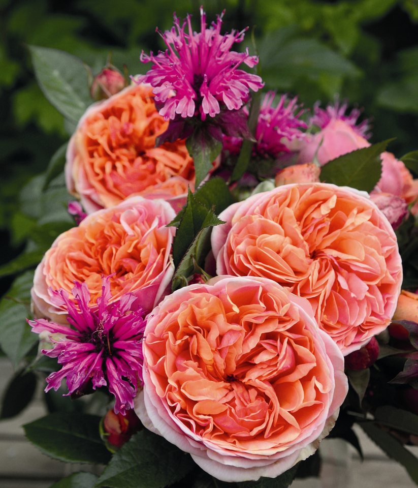 Dehner Rose Edelrose Chippendale®, apricot-rosa-orange-farbene Blüten, Züchter Tantau, mit gefüllten und duftenden Blüten – Bild 4 von 5