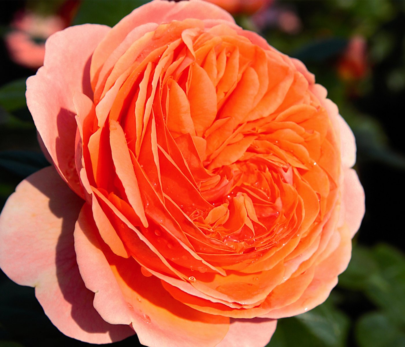 Dehner Rose Edelrose Chippendale®, apricot-rosa-orange-farbene Blüten, Züchter Tantau, mit gefüllten und duftenden Blüten – Bild 5 von 5