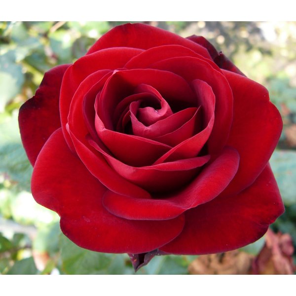 Dehner Rose Edelrose Marlene®, rote Blüten, gefüllt/duftend, gefüllt und duftend, Züchter Tantau