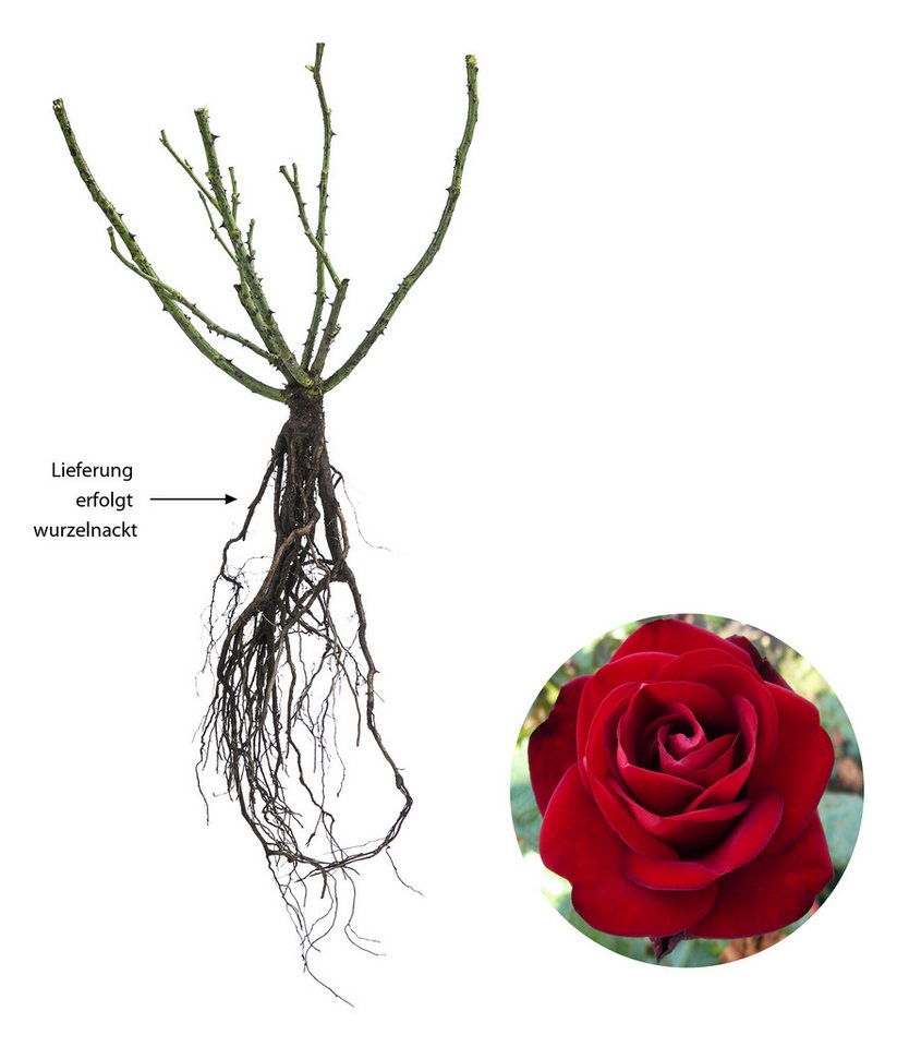 Dehner Rose Edelrose Marlene®, rote Blüten, gefüllt/duftend, gefüllt und duftend, Züchter Tantau – Bild 2 von 2
