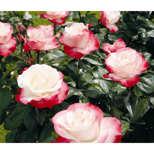 Dehner Rose Edelrose Nostalgie®, zweifarbige Blüten creme/rot, gefüllt und duftend, 20-30 cm, Züchter Tantau