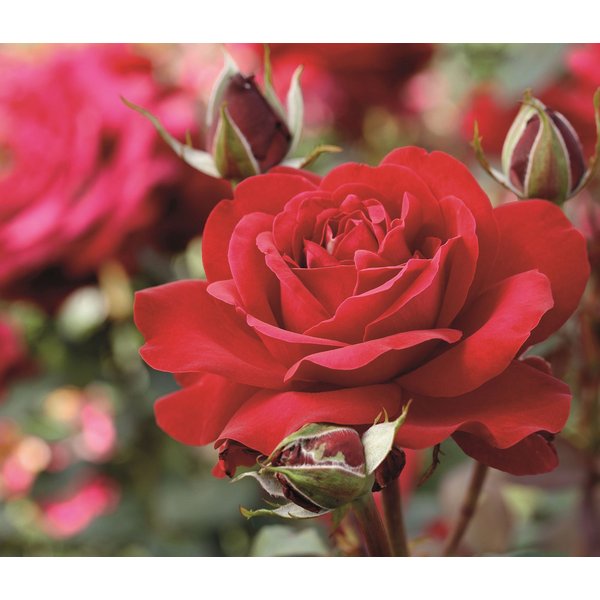 Dehner Rose Edelrose Störtebeker®, 15-30 cm, gefüllt/duftend, rote Blüten, gefüllt und duftend, Züchter Tantau