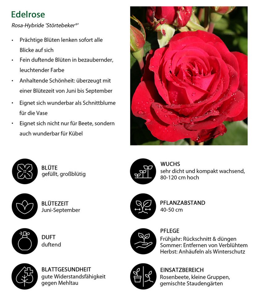 Dehner Rose Edelrose Störtebeker®, 15-30 cm, gefüllt/duftend, rote Blüten, gefüllt und duftend, Züchter Tantau – Bild 2 von 2