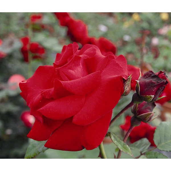 Dehner Rose Kletterrose Santana®, rote Blüten, gefüllt/duftend, Blüten gefüllt und duftend, Züchter Tantau