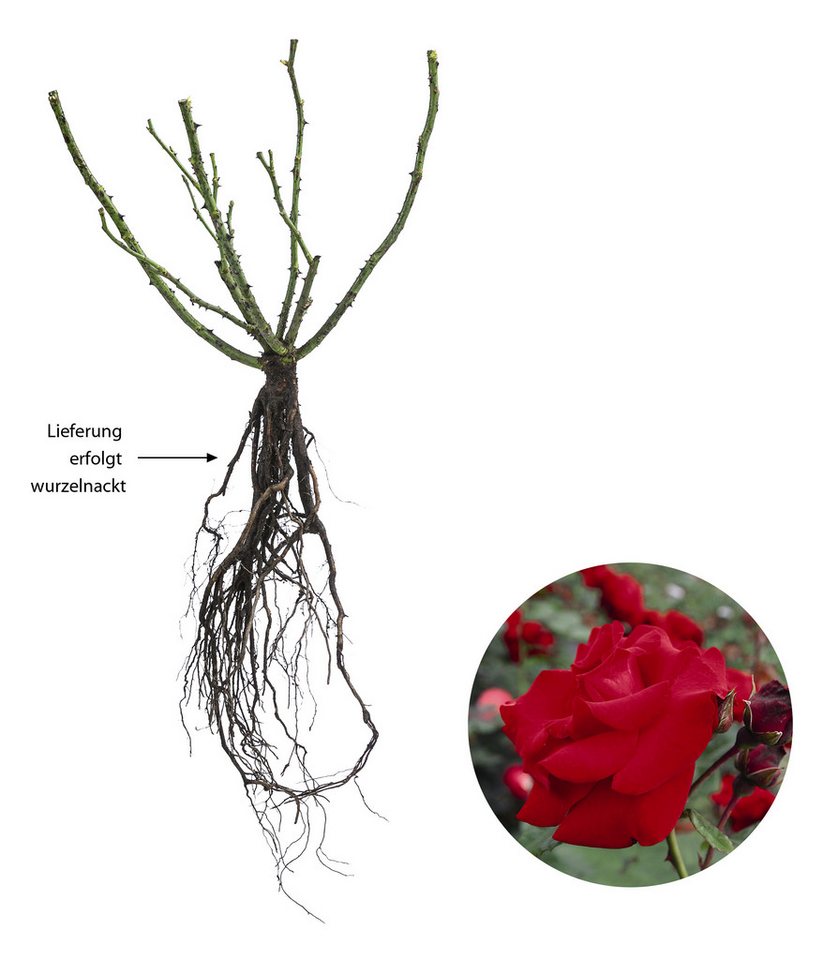 Dehner Rose Kletterrose Santana®, rote Blüten, gefüllt/duftend, Blüten gefüllt und duftend, Züchter Tantau – Bild 2 von 5
