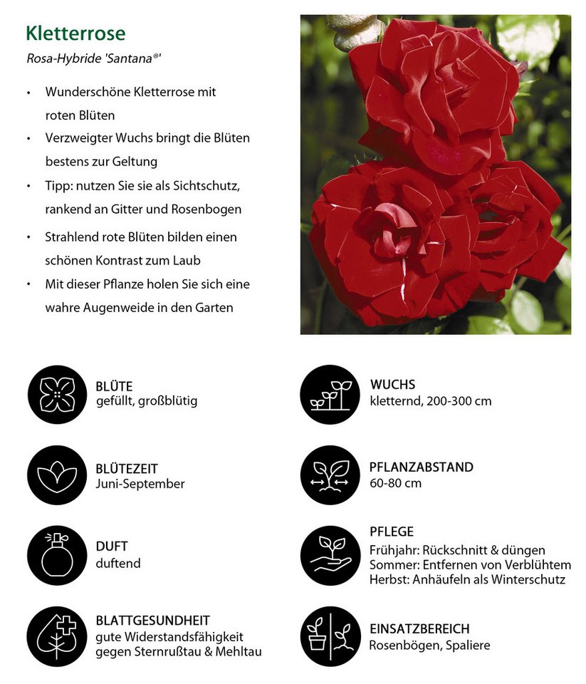 Dehner Rose Kletterrose Santana®, rote Blüten, gefüllt/duftend, Blüten gefüllt und duftend, Züchter Tantau – Bild 4 von 5