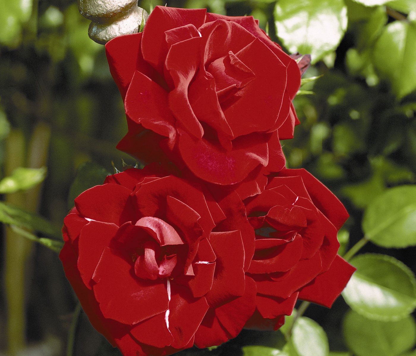 Dehner Rose Kletterrose Santana®, rote Blüten, gefüllt/duftend, Blüten gefüllt und duftend, Züchter Tantau – Bild 5 von 5