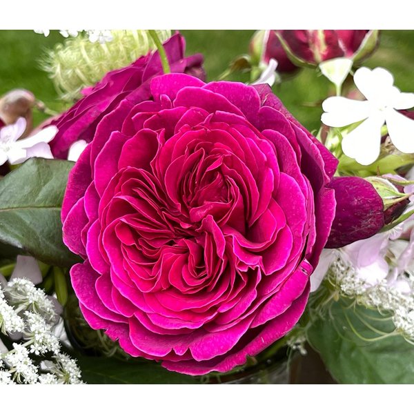 Dehner Rose Nostalgie-Edelrose Deep Secret, gefüllte pink-lila Blüten mit intensivem Duft, Züchter Tantau