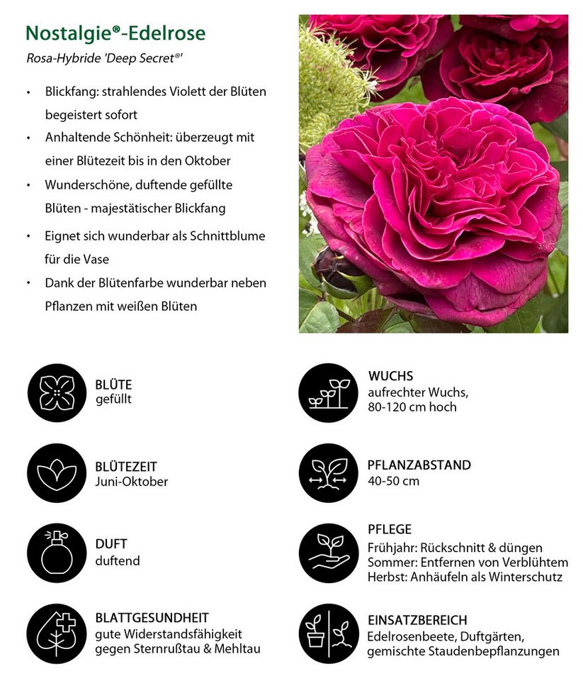 Dehner Rose Nostalgie-Edelrose Deep Secret, gefüllte pink-lila Blüten mit intensivem Duft, Züchter Tantau – Bild 2 von 4