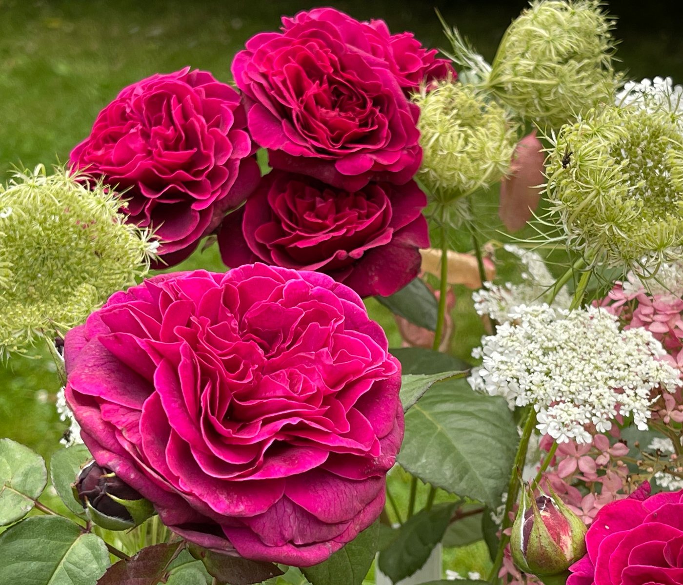 Dehner Rose Nostalgie-Edelrose Deep Secret, gefüllte pink-lila Blüten mit intensivem Duft, Züchter Tantau – Bild 3 von 4
