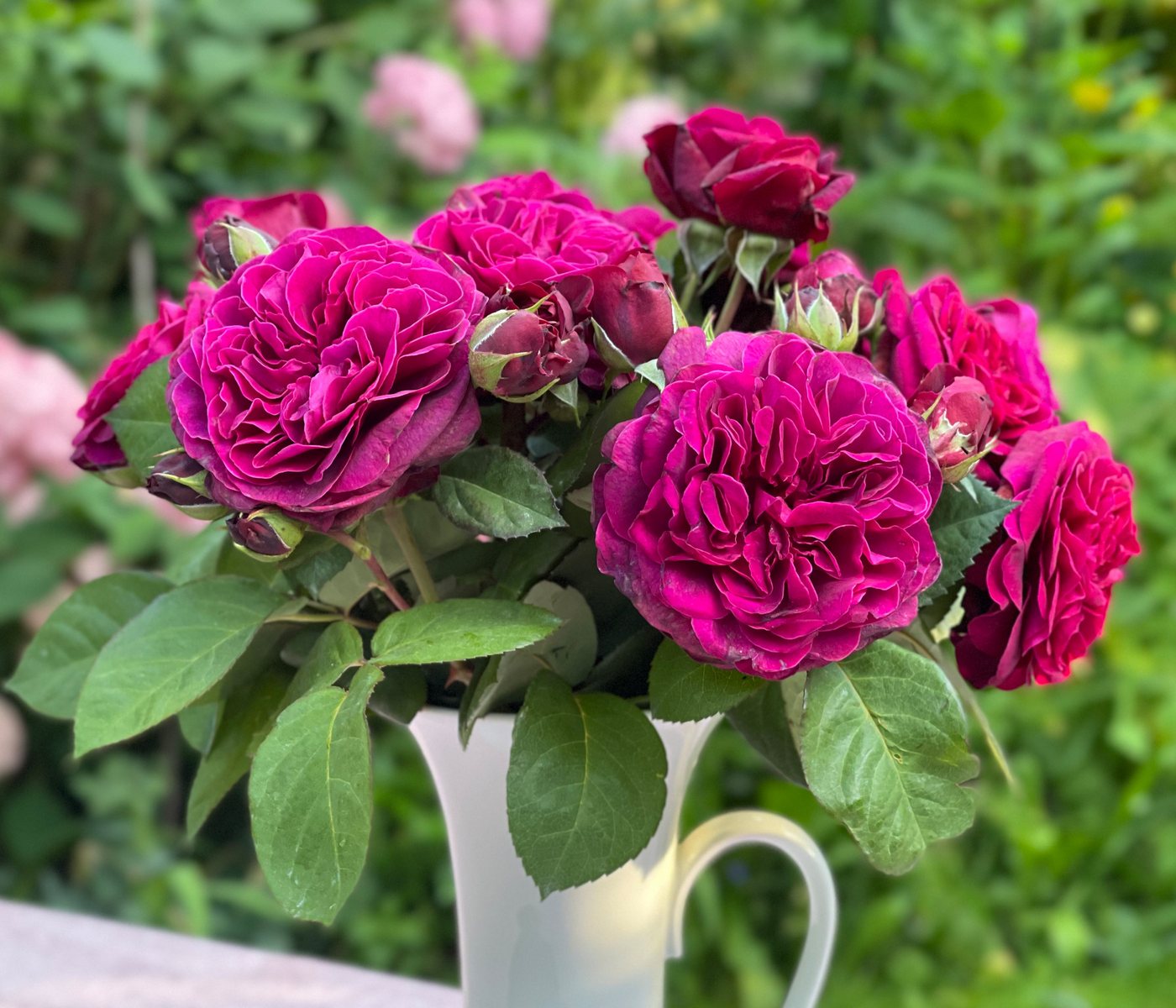 Dehner Rose Nostalgie-Edelrose Deep Secret, gefüllte pink-lila Blüten mit intensivem Duft, Züchter Tantau – Bild 4 von 4