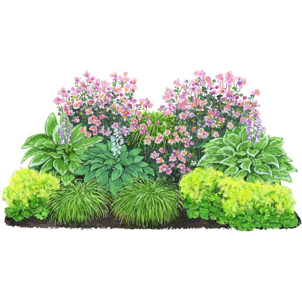 Dehner Staude Bio Stauden-Set Schattengarten, je 5-20 cm exkl. Pflanztopf, 12 mehrjährig Pflanzen für Schattengärten, insektenfreundlich