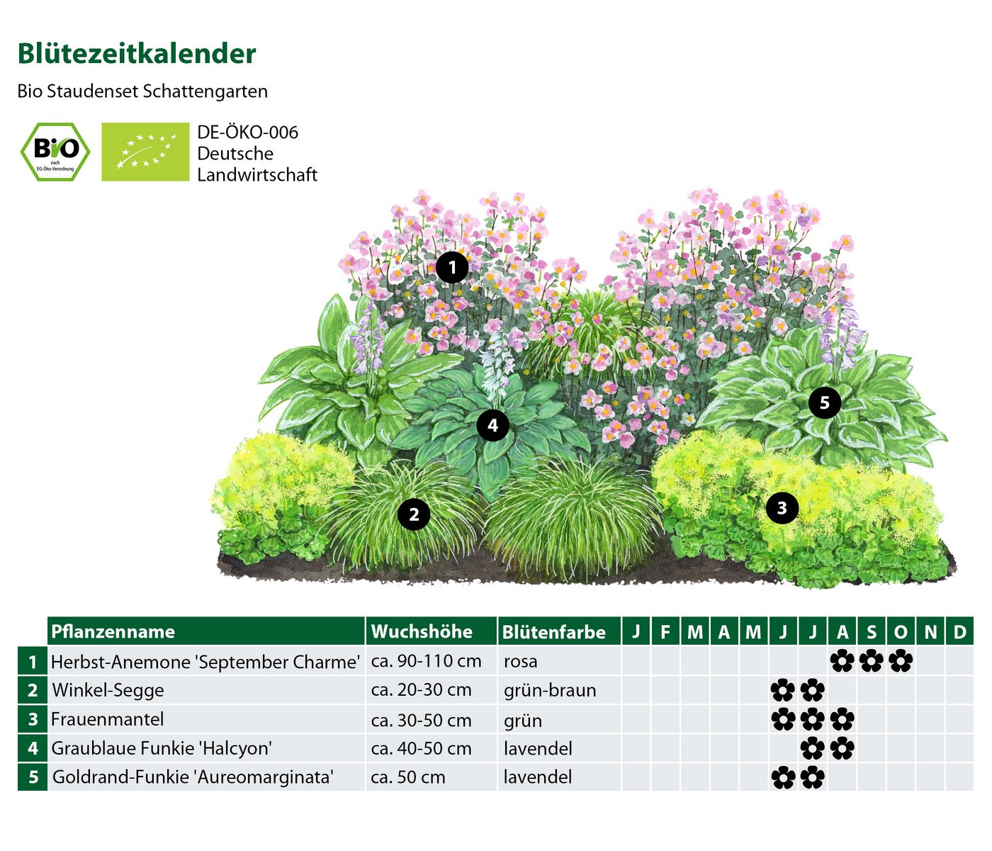 Dehner Staude Bio Stauden-Set Schattengarten, je 5-20 cm exkl. Pflanztopf, 12 mehrjährig Pflanzen für Schattengärten, insektenfreundlich – Bild 3 von 5