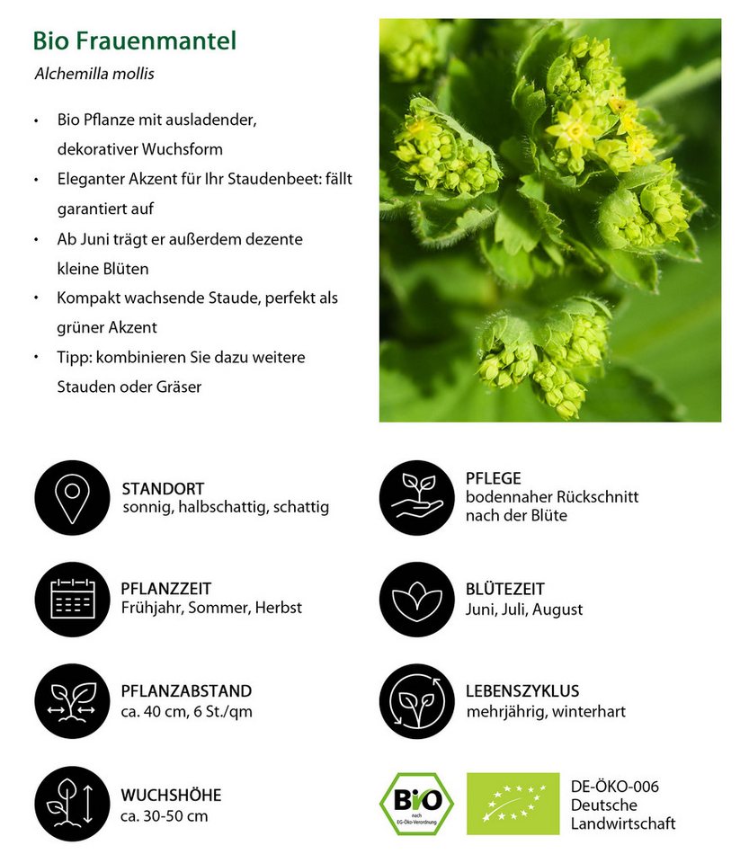 Dehner Staude Bio Stauden-Set Schattengarten, je 5-20 cm exkl. Pflanztopf, 12 mehrjährig Pflanzen für Schattengärten, insektenfreundlich – Bild 5 von 5