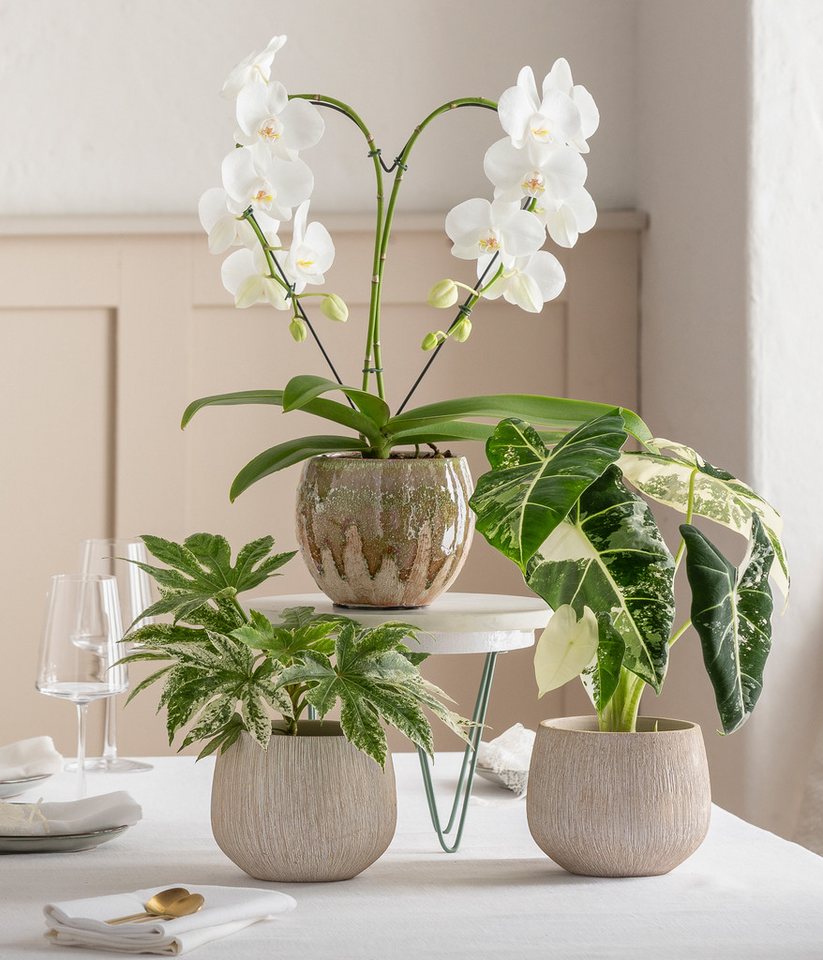 Dehner Übertopf Joulie Duo, bauchige Form, Keramik, grün / creme, handgefertigter Indoor Blumentopf – Bild 3 von 3