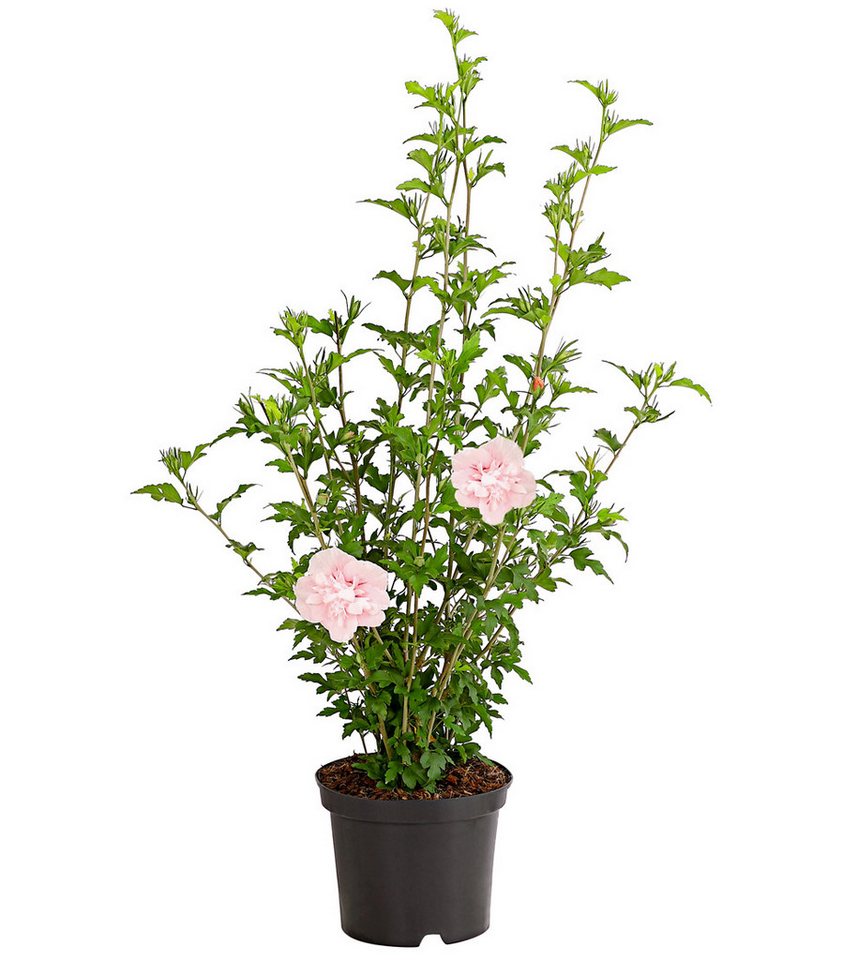 Dehner Zierstrauch Hibiscus Pink Chiffon®, 40-60 cm, rosa, Garten-Eibisch mit doppelt gefüllte Blüten – Bild 2 von 3