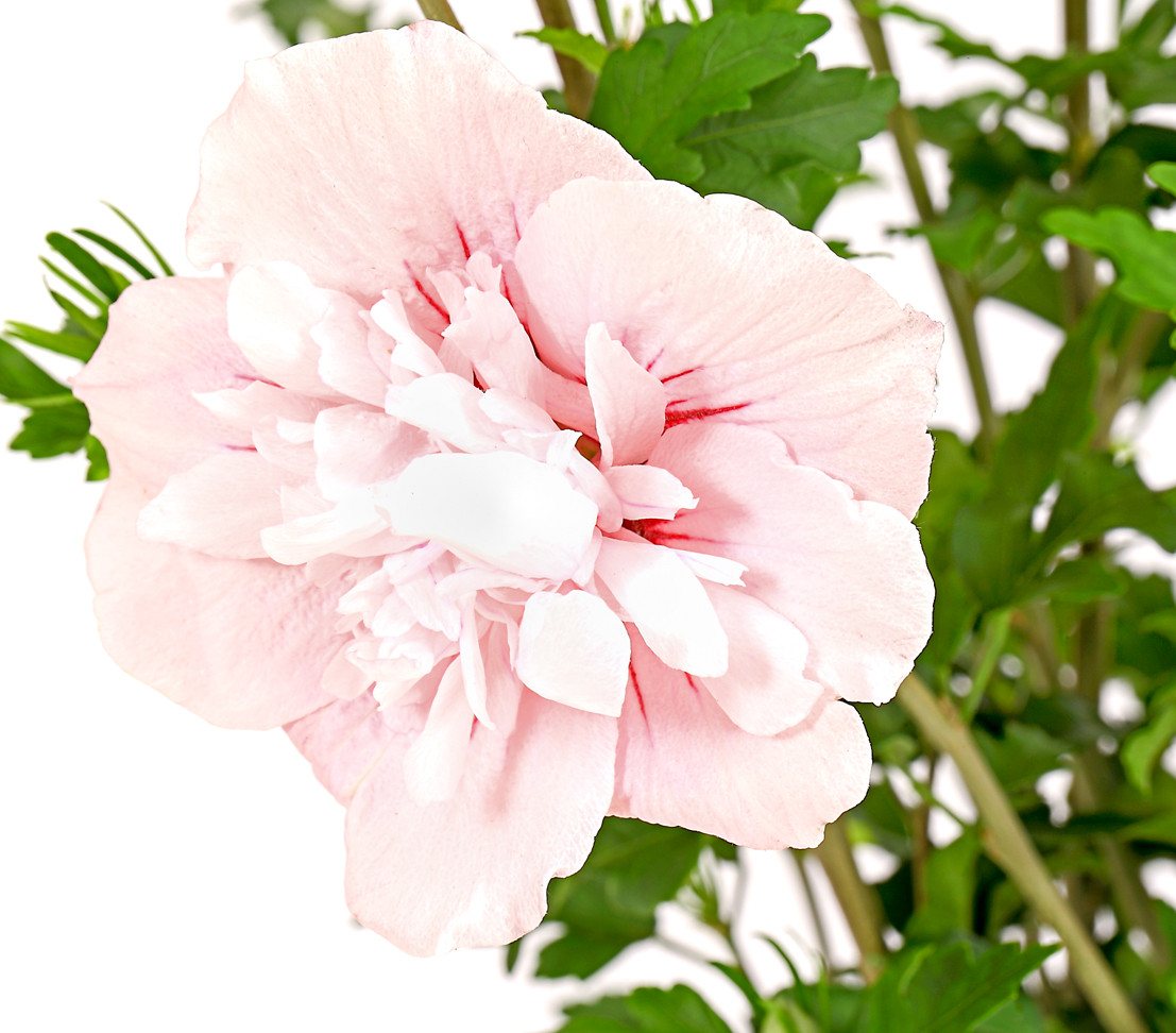 Dehner Zierstrauch Hibiscus Pink Chiffon®, 40-60 cm, rosa, Garten-Eibisch mit doppelt gefüllte Blüten – Bild 3 von 3