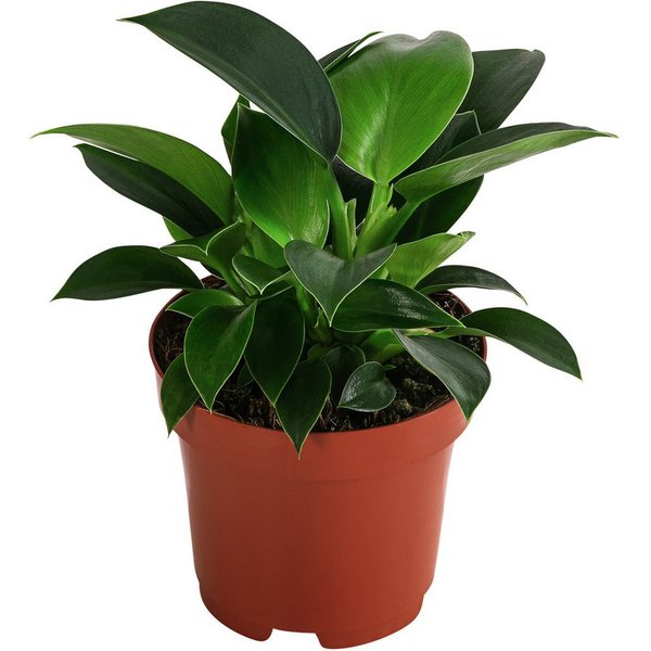 Dehner Zimmerpflanze Baumfreund, Philodendron Green Princess, 15-20 cm, Ø Topf 12 cm, viele kleine, sattgrün glänzende Blätter, pflegeleicht