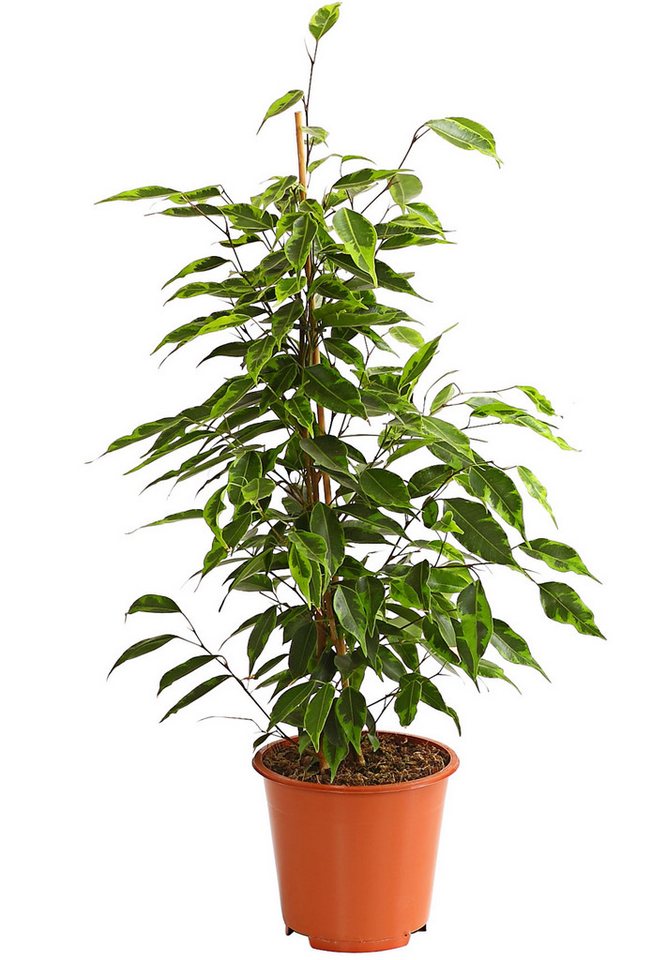 Dehner Zimmerpflanze Birkenfeige Forever, Ficus benjamina, verschiedene Farben, wuchsfreudige Zimmerpflanze mit luftreinigender Wirkung – Bild 2 von 5