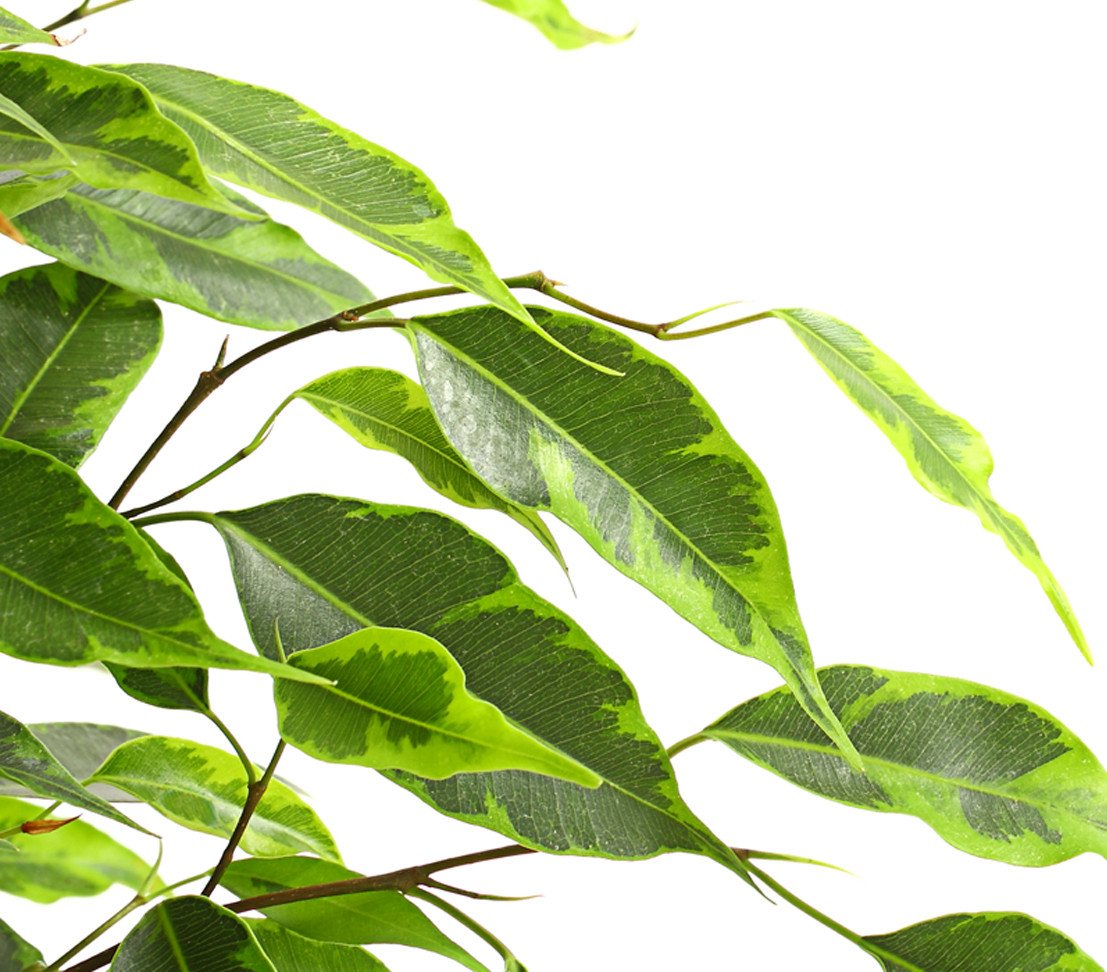 Dehner Zimmerpflanze Birkenfeige Forever, Ficus benjamina, verschiedene Farben, wuchsfreudige Zimmerpflanze mit luftreinigender Wirkung – Bild 3 von 5