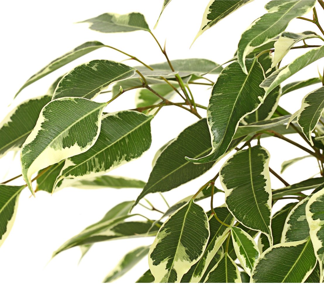 Dehner Zimmerpflanze Birkenfeige Forever, Ficus benjamina, verschiedene Farben, wuchsfreudige Zimmerpflanze mit luftreinigender Wirkung – Bild 4 von 5
