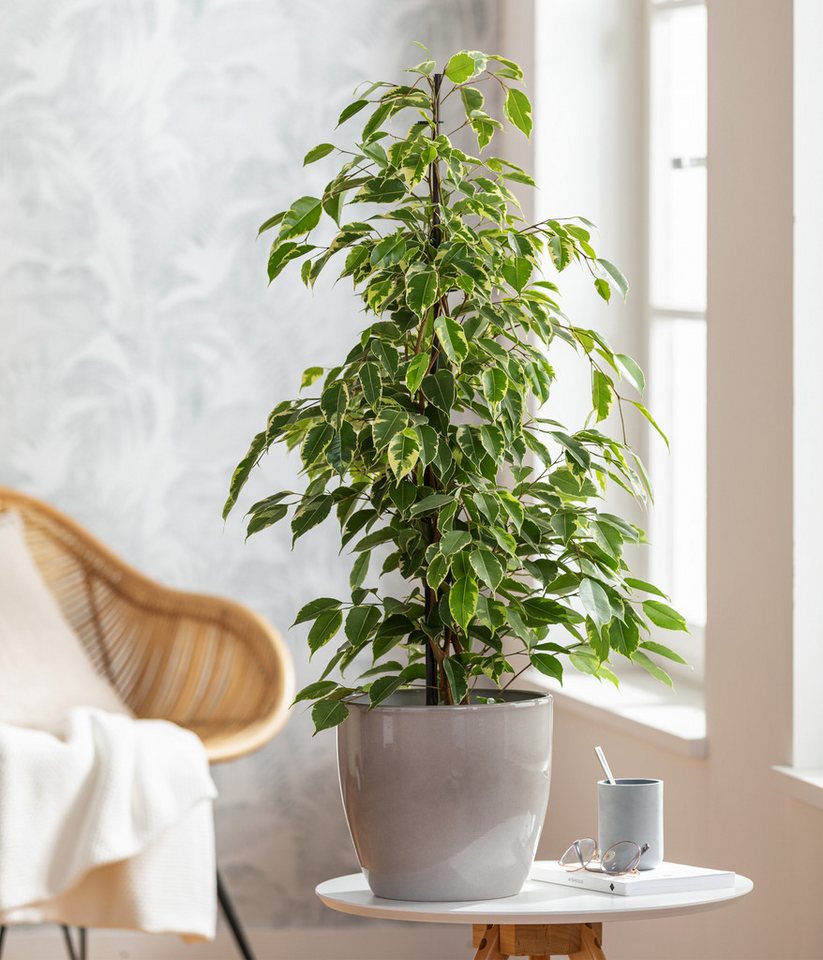 Dehner Zimmerpflanze Birkenfeige Forever, Ficus benjamina, verschiedene Farben, wuchsfreudige Zimmerpflanze mit luftreinigender Wirkung – Bild 5 von 5