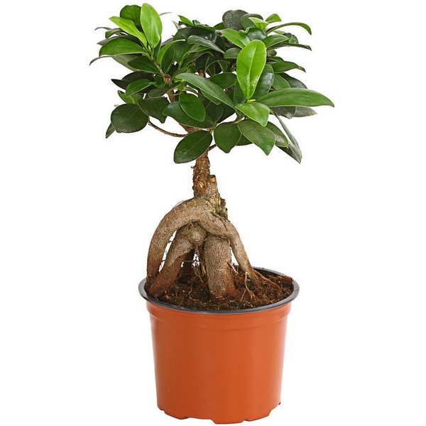 Dehner Zimmerpflanze Chinesische Feige Ginseng, Ficus microcarpa, Bonsai, Zimmerpflanze mit oberirdischen, dickfleischigen Luftwurzeln