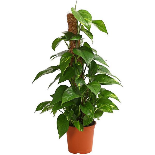 Dehner Zimmerpflanze Efeutute, Epipremnum aureum, an Moosstab gebunden, immergrüne Kletterpflanze mit Luftwurzeln und gefleckten Blättern