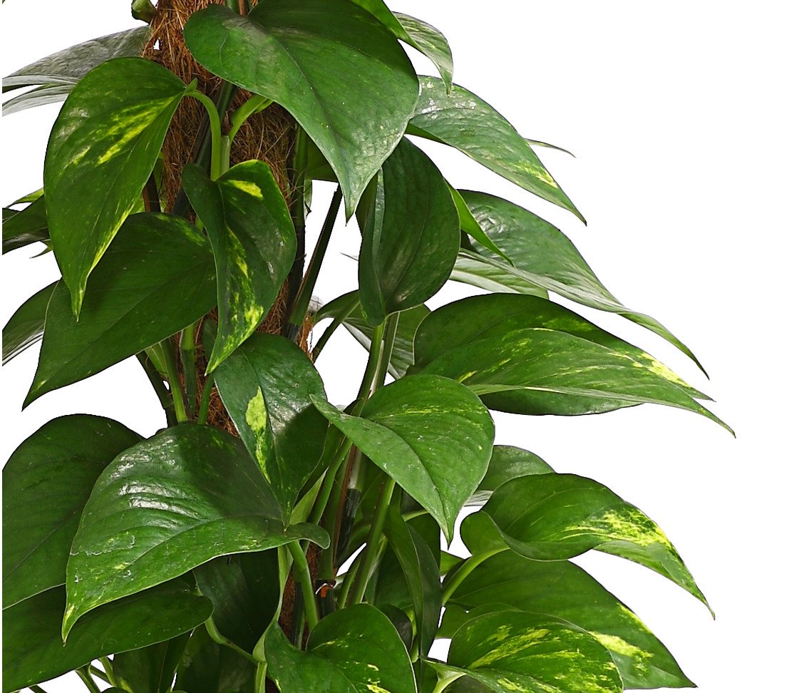 Dehner Zimmerpflanze Efeutute, Epipremnum aureum, an Moosstab gebunden, immergrüne Kletterpflanze mit Luftwurzeln und gefleckten Blättern – Bild 2 von 4