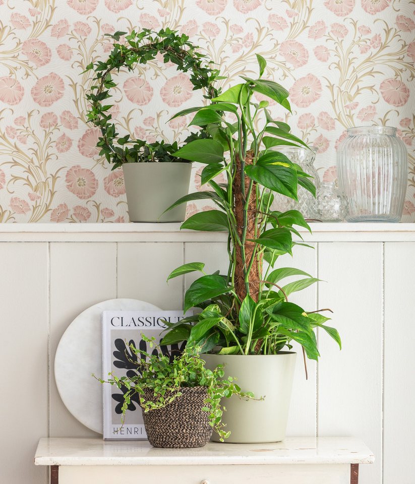 Dehner Zimmerpflanze Efeutute, Epipremnum aureum, an Moosstab gebunden, immergrüne Kletterpflanze mit Luftwurzeln und gefleckten Blättern – Bild 3 von 4