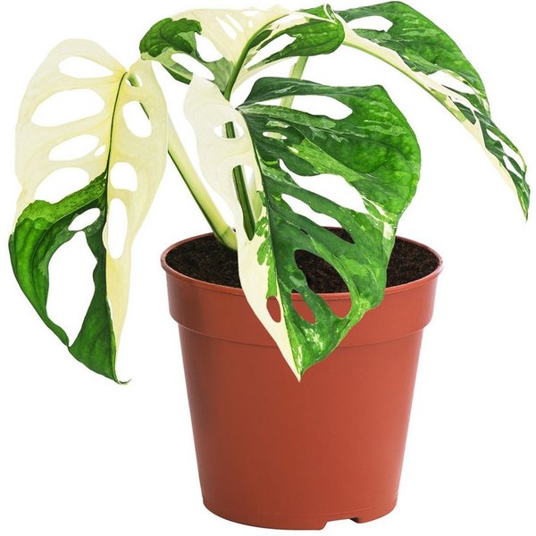 Dehner Zimmerpflanze Fensterblatt, Monstera adansonii variegata, 25 cm, Topf Ø 12 cm, Zimmerpflanzen-Rarität mit grün-weiß panaschierten Blättern