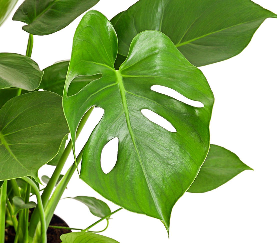 Dehner Zimmerpflanze Fensterblatt, Monstera deliciosa, geschlitztes Blattwerk, wuchsfreudige Zimmerpflanze mit Luftwurzeln – Bild 2 von 5