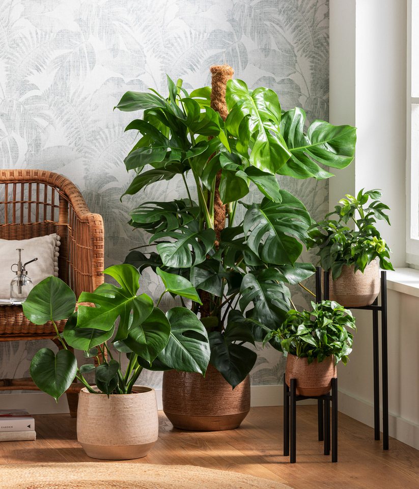 Dehner Zimmerpflanze Fensterblatt, Monstera deliciosa, geschlitztes Blattwerk, wuchsfreudige Zimmerpflanze mit Luftwurzeln – Bild 3 von 5