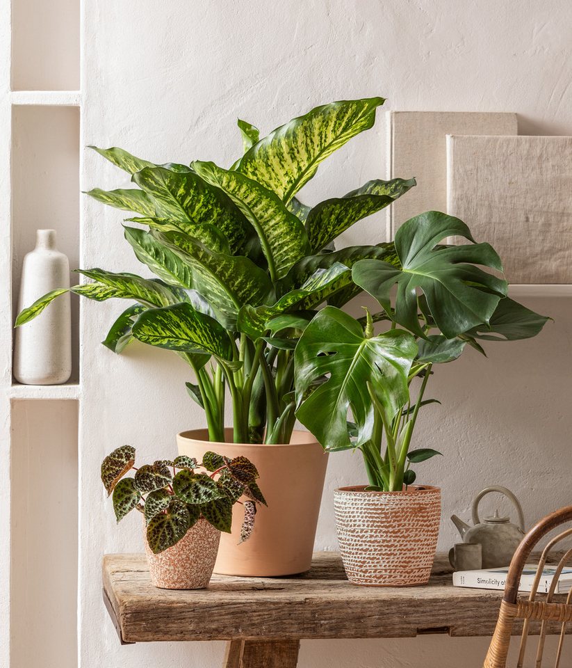 Dehner Zimmerpflanze Fensterblatt, Monstera deliciosa, geschlitztes Blattwerk, wuchsfreudige Zimmerpflanze mit Luftwurzeln – Bild 5 von 5