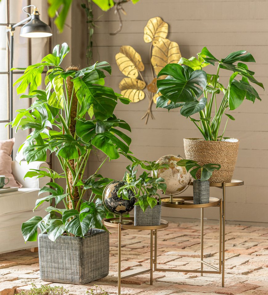 Dehner Zimmerpflanze Fensterblatt, Monstera minima, Rhaphidophora tetrasperma, tropische Zimmerpflanze mit tiefen Blattschlitzen – Bild 2 von 2