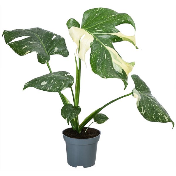 Dehner Zimmerpflanze Fensterblatt Monstera Thai Constellation, Monstera deliciosa, Rarität, mit außergewöhnlicher Blattzeichnung, luftreinigende Wirkung