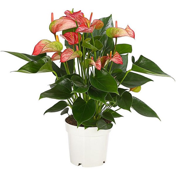Dehner Zimmerpflanze Flamingoblume, Anthurium andreanum Livium, versch. Größen, Blüten im rot-weiß-grünen Farbspiel
